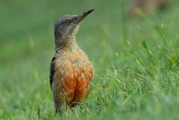 Ground woodpecker Geocolaptes olivaceus. Golden Gate Highlands National Park, Free State